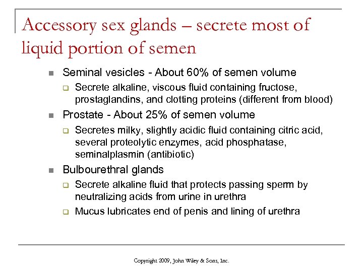 Accessory sex glands – secrete most of liquid portion of semen n Seminal vesicles