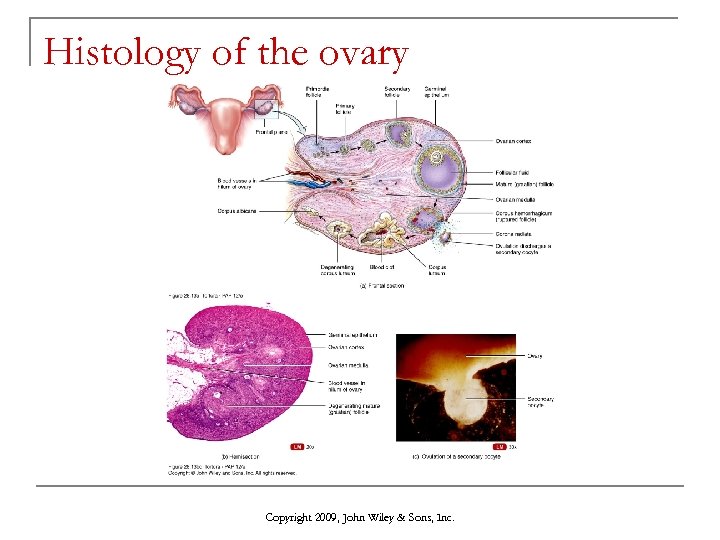 Histology of the ovary Copyright 2009, John Wiley & Sons, Inc. 