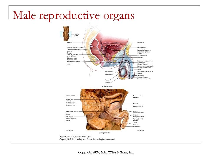 Male reproductive organs Copyright 2009, John Wiley & Sons, Inc. 