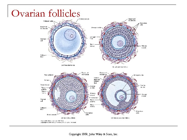 Ovarian follicles Copyright 2009, John Wiley & Sons, Inc. 