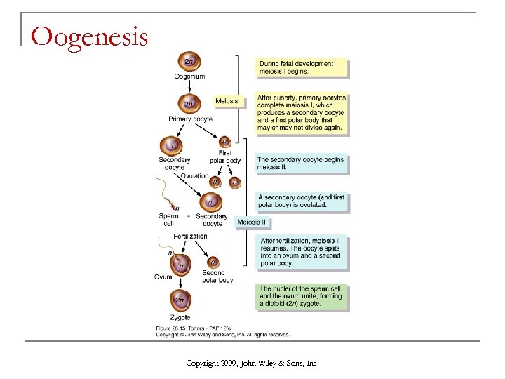 Oogenesis Copyright 2009, John Wiley & Sons, Inc. 