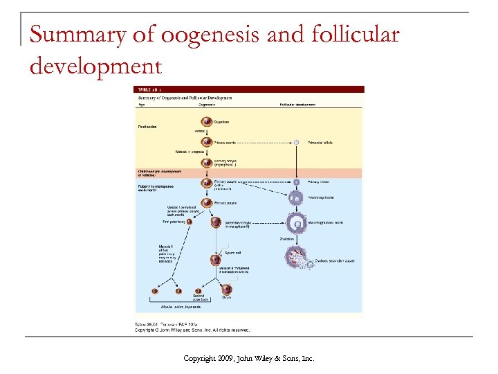 Summary of oogenesis and follicular development Copyright 2009, John Wiley & Sons, Inc. 