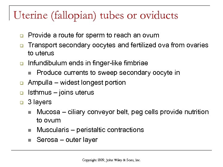 Uterine (fallopian) tubes or oviducts q q q Provide a route for sperm to