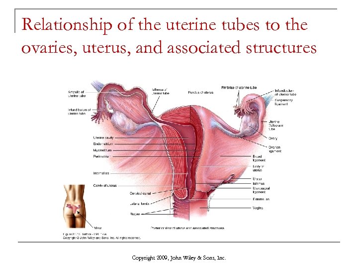 Relationship of the uterine tubes to the ovaries, uterus, and associated structures Copyright 2009,