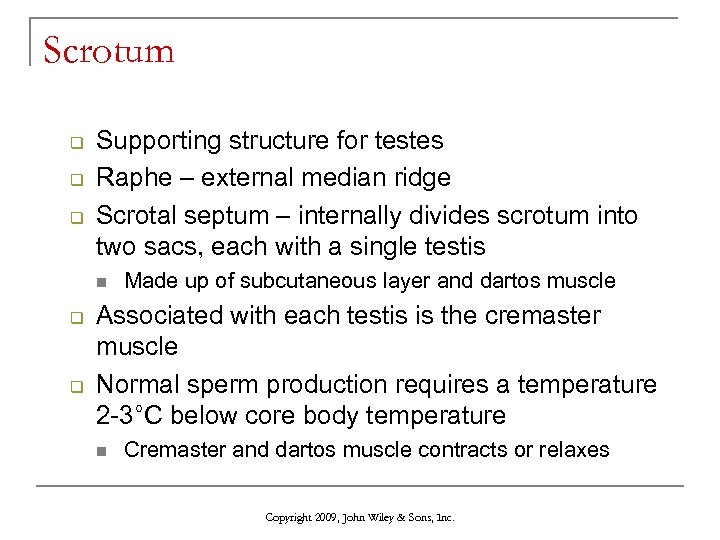 Scrotum q q q Supporting structure for testes Raphe – external median ridge Scrotal