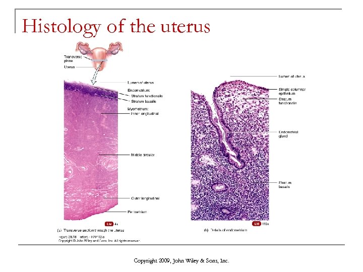 Histology of the uterus Copyright 2009, John Wiley & Sons, Inc. 