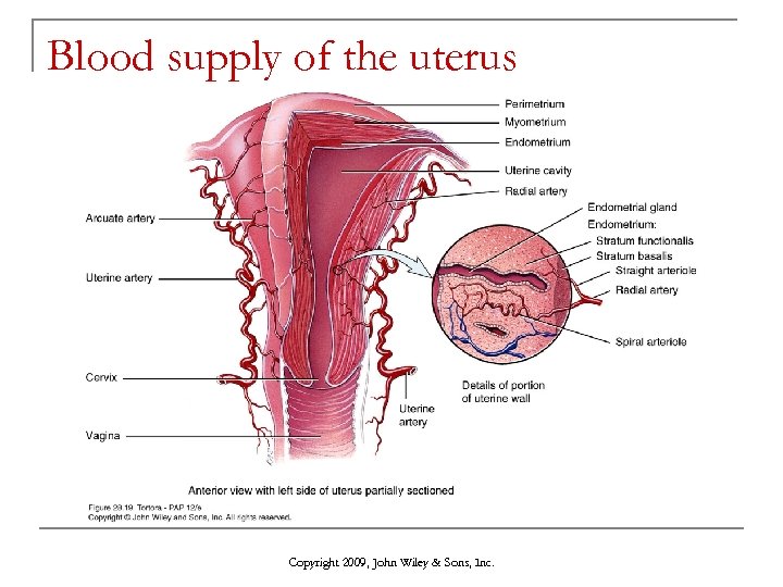Blood supply of the uterus Copyright 2009, John Wiley & Sons, Inc. 