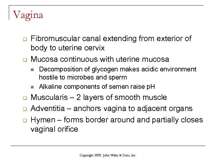 Vagina q q Fibromuscular canal extending from exterior of body to uterine cervix Mucosa