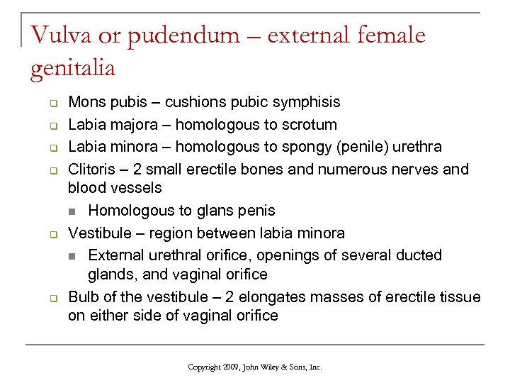 Vulva or pudendum – external female genitalia q q q Mons pubis – cushions
