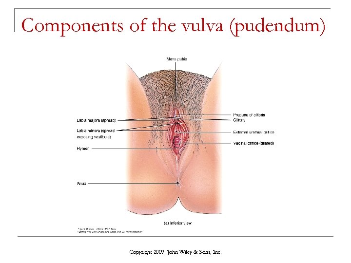 Components of the vulva (pudendum) Copyright 2009, John Wiley & Sons, Inc. 