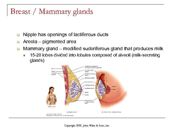 Breast / Mammary glands q q q Nipple has openings of lactiferous ducts Areola