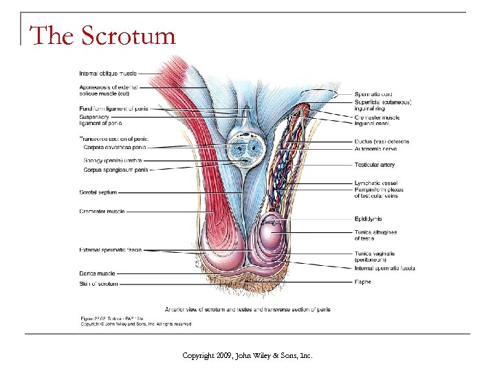 The Scrotum Copyright 2009, John Wiley & Sons, Inc. 