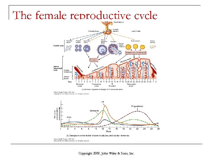 The female reproductive cycle Copyright 2009, John Wiley & Sons, Inc. 