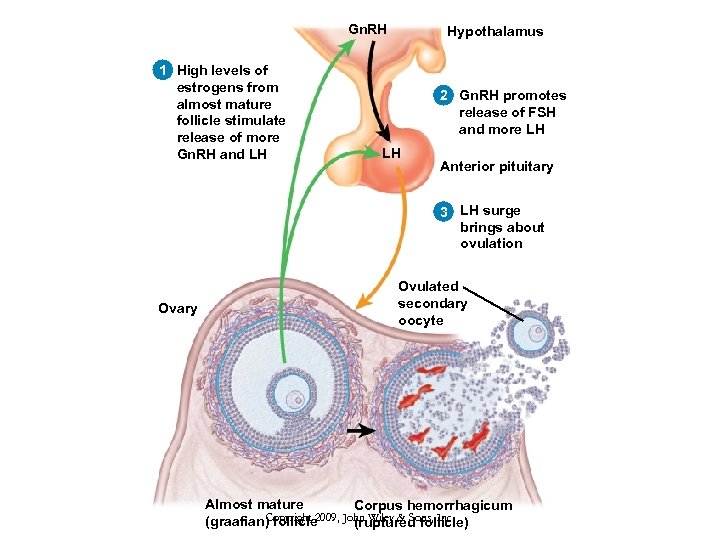 Gn. RH 1 High levels of estrogens from almost mature follicle stimulate release of