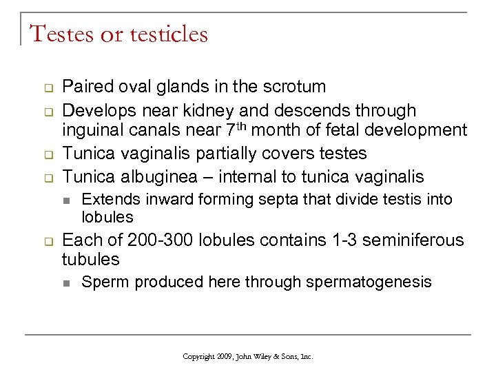 Testes or testicles q q Paired oval glands in the scrotum Develops near kidney