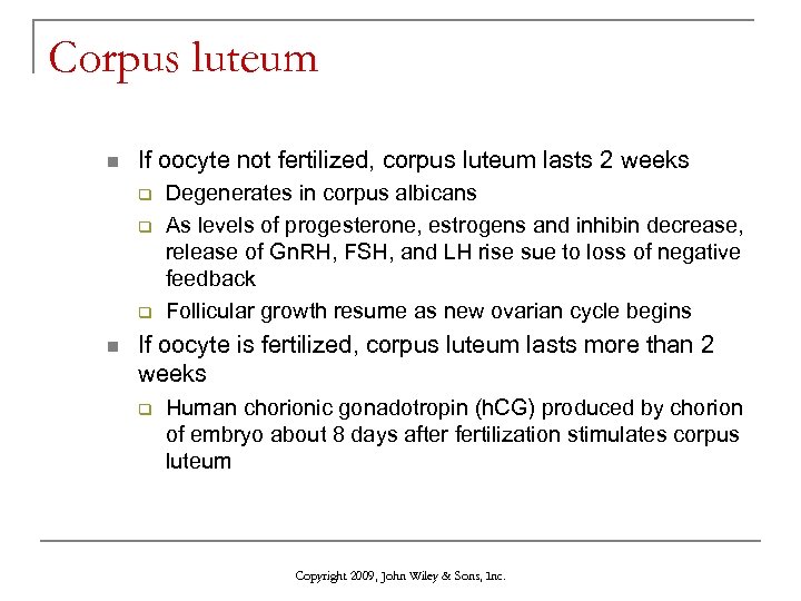 Corpus luteum n If oocyte not fertilized, corpus luteum lasts 2 weeks q q