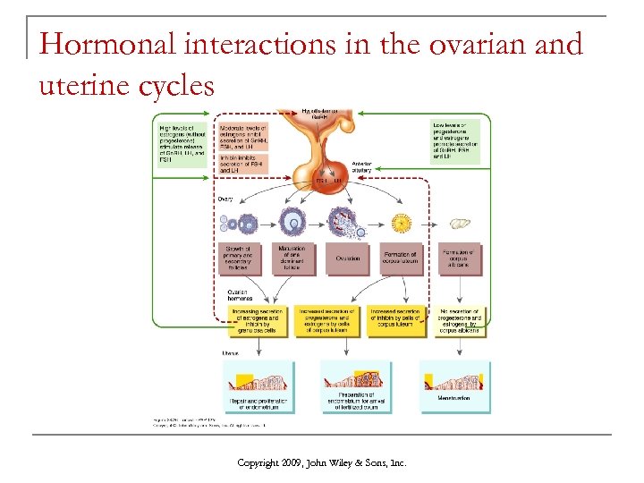 Hormonal interactions in the ovarian and uterine cycles Copyright 2009, John Wiley & Sons,