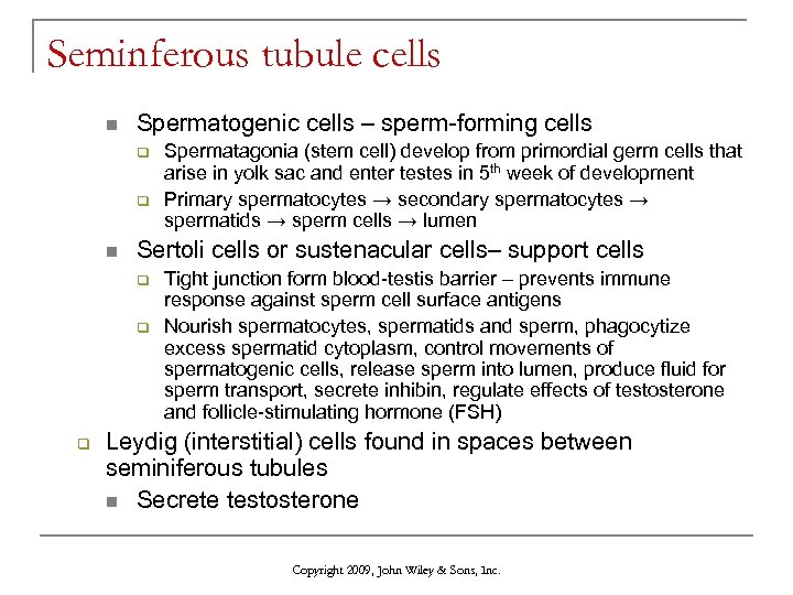 Seminferous tubule cells n Spermatogenic cells – sperm-forming cells q q n Sertoli cells