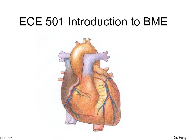 ECE 501 Introduction to BME ECE 501 Dr. Hang 