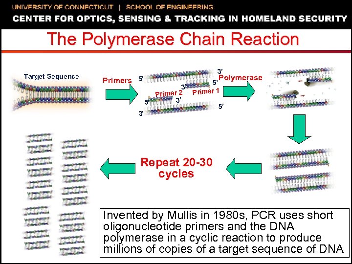 The Polymerase Chain Reaction Target Sequence Primers 5’ 3’ 3’ Polymerase 5’ 3’ r