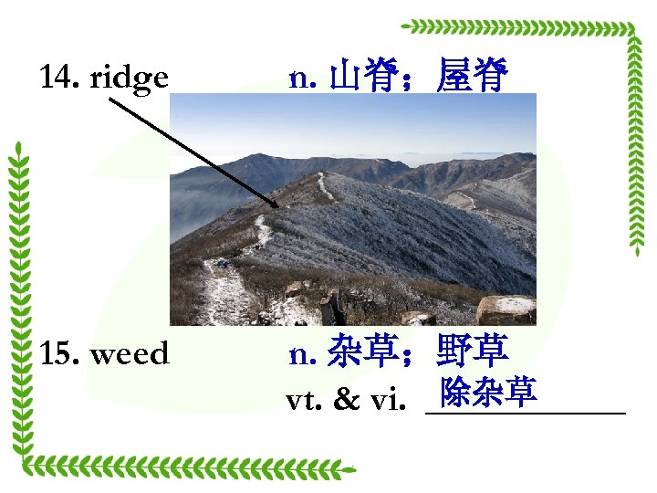 14. ridge n. 山脊；屋脊 15. weed n. 杂草；野草 除杂草 vt. & vi. ______ 