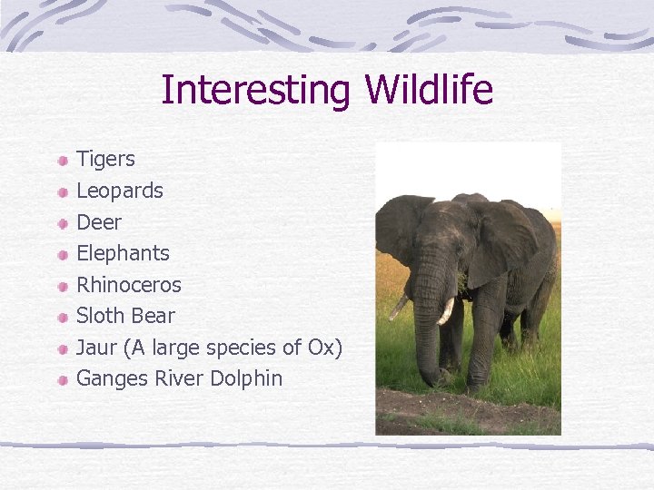 Interesting Wildlife Tigers Leopards Deer Elephants Rhinoceros Sloth Bear Jaur (A large species of