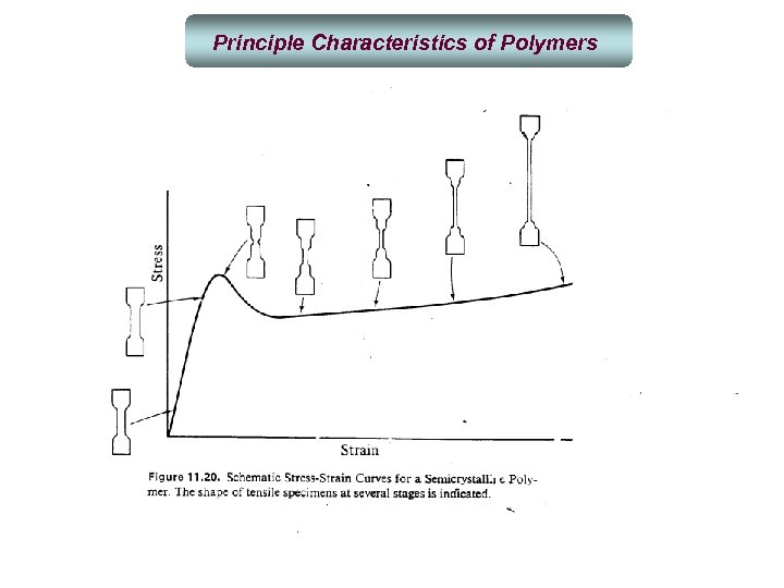 Principle Characteristics of Polymers 