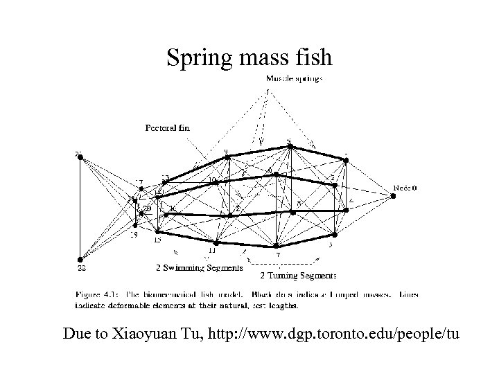 Spring mass fish Due to Xiaoyuan Tu, http: //www. dgp. toronto. edu/people/tu 