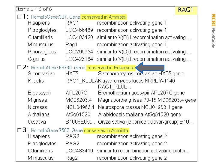 NCBI Field. Guide RAG 1 → Homolgene RAG 1 