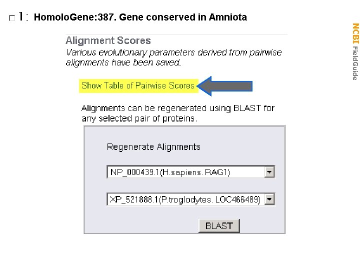 NCBI Field. Guide Homologene: alignment scores 