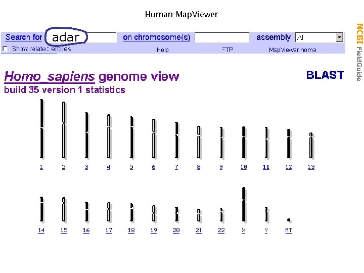 Human Map. Viewer NCBI Field. Guide adar 