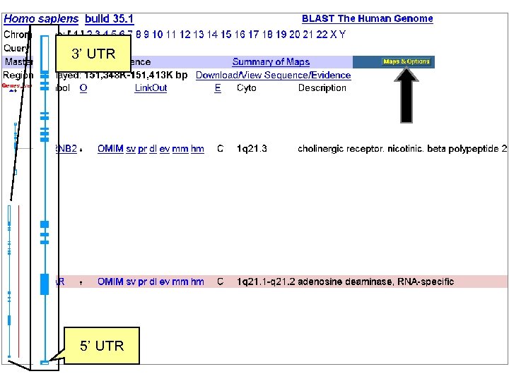 5’ UTR MV Hs ADAR NCBI Field. Guide 3’ UTR 