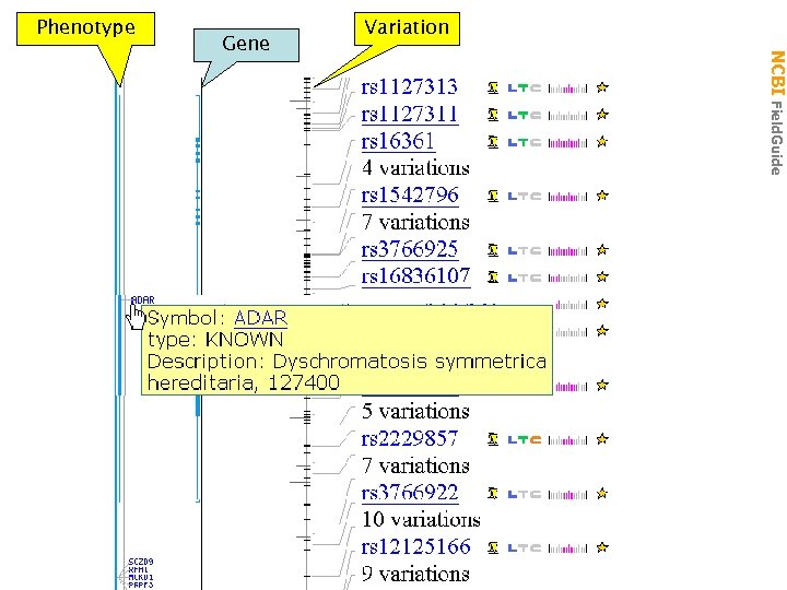 Phenotype NCBI Field. Guide Gene Variation 