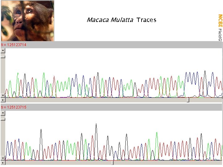 NCBI Field. Guide Macaca Mulatta Traces 