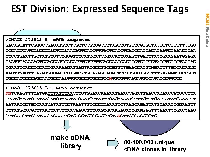 >IMAGE: 275615 5' m. RNA sequence GACAGCATTCGGGCCGAGATGTCTCGCTCCGTGGCCTTAGCTGTGCTCGCGCTACTCTTTCTGG TGGAGGTATCCAGCGTACTCCAAAGATTCAGGTTTACTCACGTCATCCAGCAGAGAATGGAAAGTCAA TTCCTGAATTGCTATGTGTCTGGGTTTCATCCGACATTGAAGTTGACTTACTGAAGAATGGAGA 5’ GAATTGAAAAAGTGGAGCATTCAGACTTGTCTTTCAGCAAGGACTGGTCTTTCTATCTCTTGTACTAC 30, 000 TGAATTCACCCCCACTGAAAAAGATGAGTATGCCGTGTTGAACCATGTNGACTTTGTCACAGNC