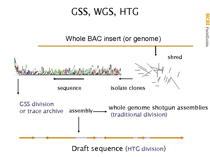 NCBI Field. Guide GSS, WGS, HTG Whole BAC insert (or genome) shred sequence GSS