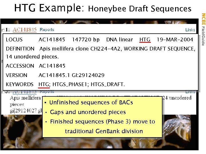 LOCUS AC 141845 Honeybee Draft Sequences 147720 bp DNA linear HTG 19 -MAR-2004 DEFINITION