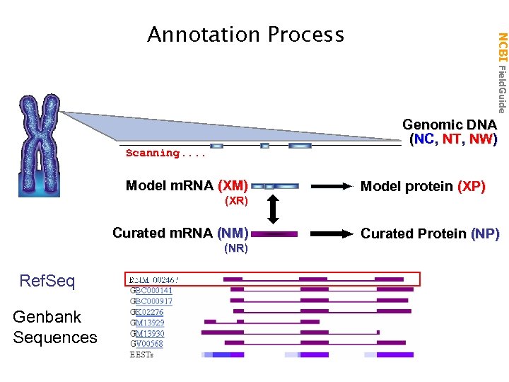 NCBI Field. Guide Annotation Process Genomic DNA (NC, NT, NW) Scanning. . Model m.