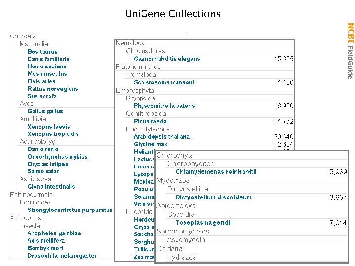 Uni. Gene Collections NCBI Field. Guide 