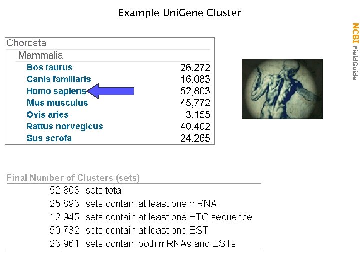 Example Uni. Gene Cluster NCBI Field. Guide 