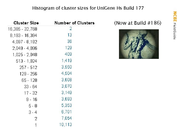 (Now at Build #186) NCBI Field. Guide Histogram of cluster sizes for Uni. Gene