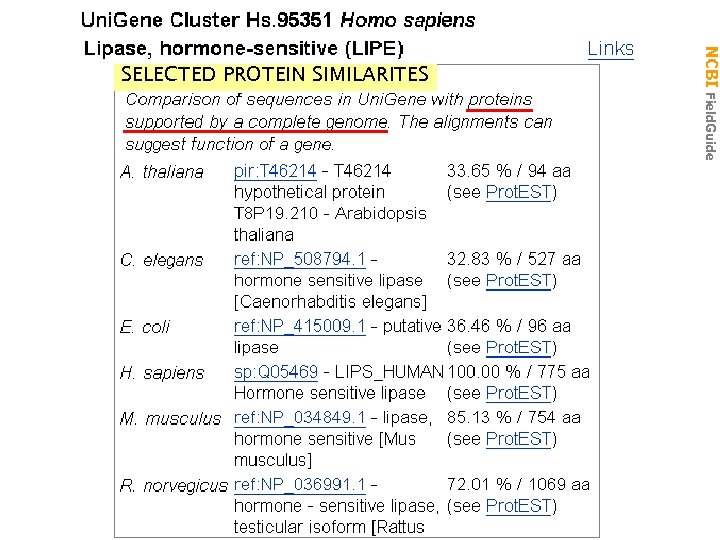 Uni. Gene Cluster Hs. 95351 NCBI Field. Guide SELECTED PROTEIN SIMILARITES 