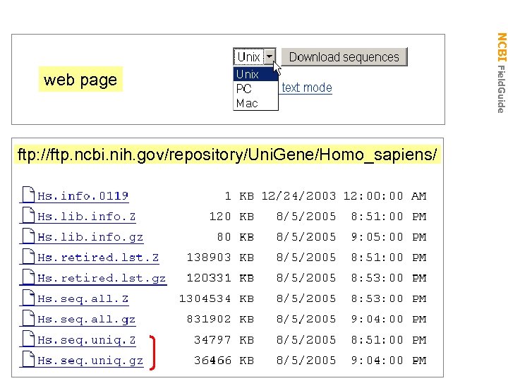 web page ftp: //ftp. ncbi. nih. gov/repository/Uni. Gene/Homo_sapiens/ NCBI Field. Guide Download sequences 