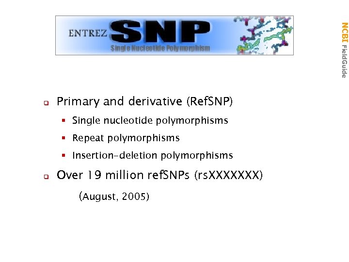 q Primary and derivative (Ref. SNP) § Single nucleotide polymorphisms § Repeat polymorphisms §