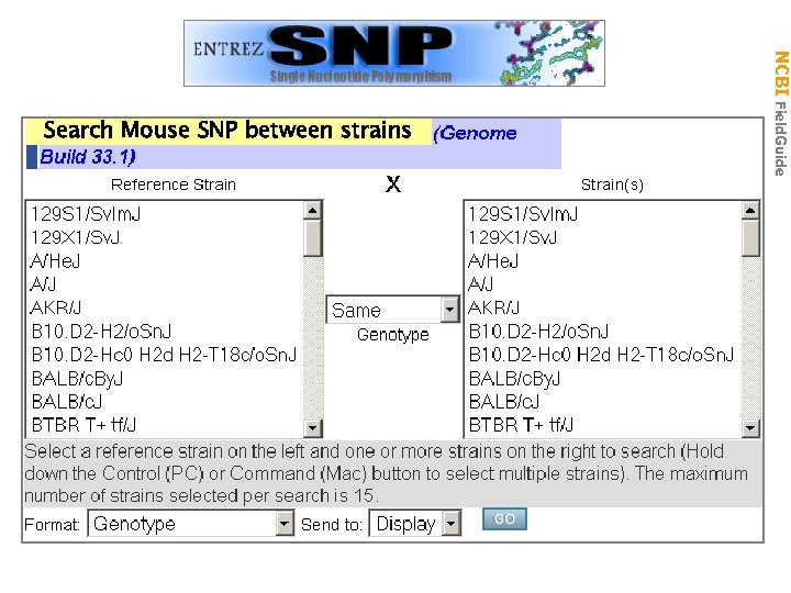 Search Mouse SNP between strains NCBI Field. Guide Ref. SNP 