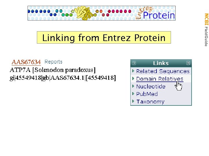 Linking from Entrez Protein NCBI Field. Guide cdd 