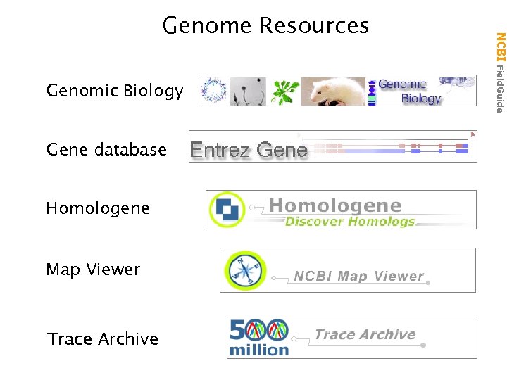 Genomic Biology Gene database Homologene Map Viewer Trace Archive NCBI Field. Guide Genome Resources