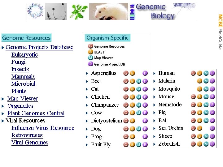 Gen Biol: Gen Resources NCBI Field. Guide 