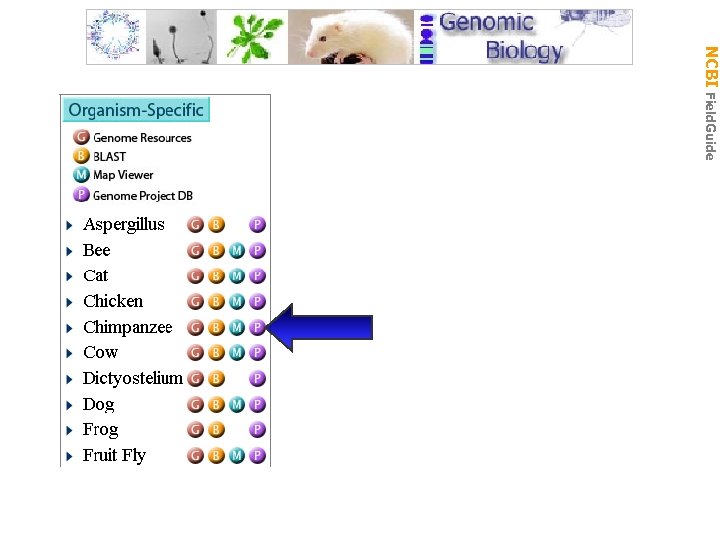 Gen Biol: Gen Resources NCBI Field. Guide 