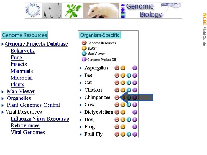 Gen Biol: Gen Resources NCBI Field. Guide 